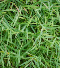 Bambus obrovský - Bambusa arundinacea - semena bambusu - 2 ks