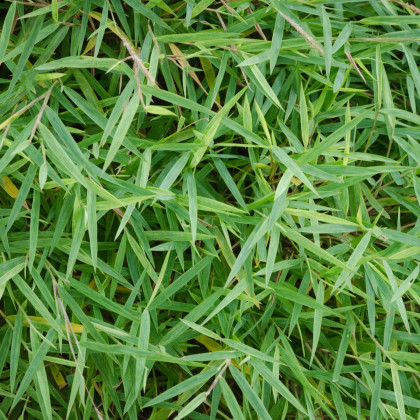 Bambus obrovský - Bambusa arundinacea - semena bambusu - 2 ks