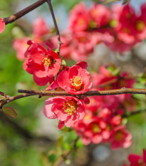 Kdoulovec - Chaenomeles Japonica - nasiona pigwowca - 10 szt.