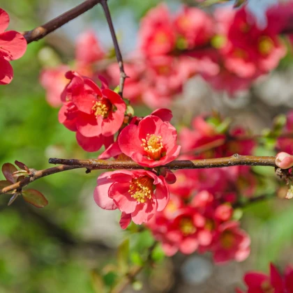 Kdoulovec - Chaenomeles Japonica - nasiona pigwowca - 10 szt.