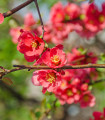 Kdoulovec - Chaenomeles Japonica - nasiona pigwowca - 10 szt.