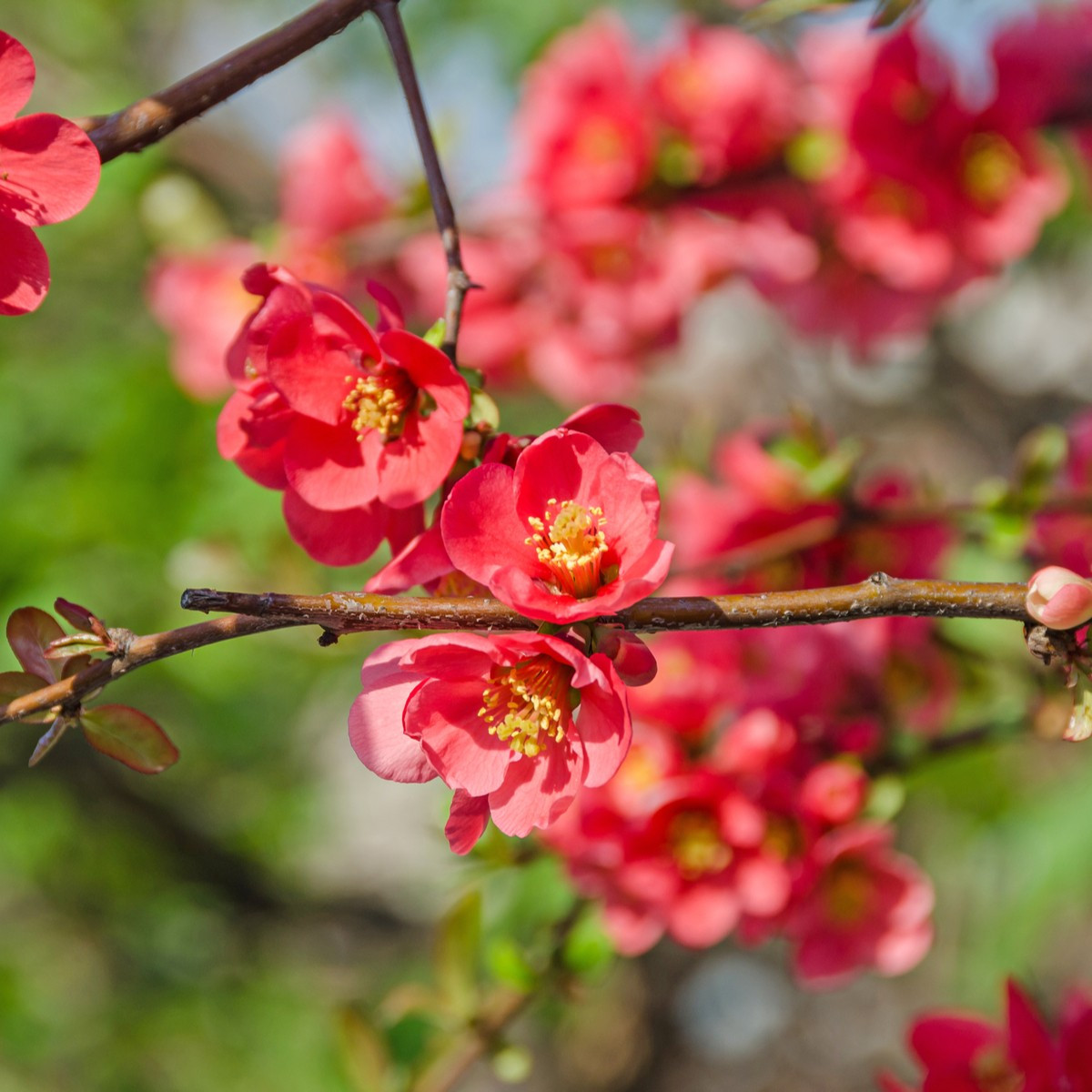 Kdoulovec - Chaenomeles Japonica - nasiona pigwowca - 10 szt.