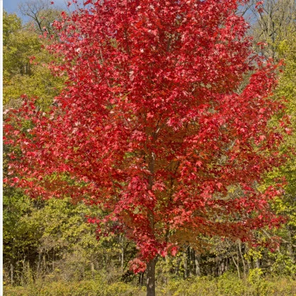 Javor červený - Acer rubrum - semena javoru - 5 ks