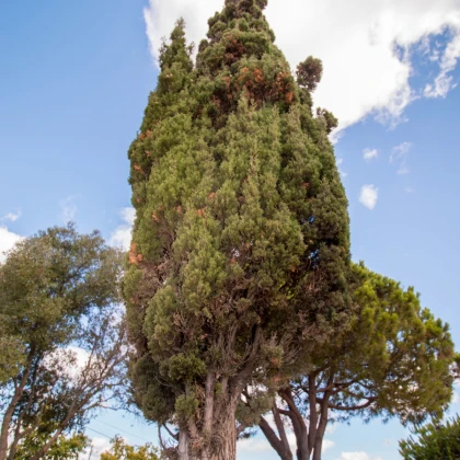 Cypřiš portugalský - Cupressus lusitanica - semena cypřiše - 7 ks
