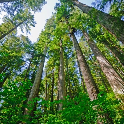 Sekvoj vždyzelená - Sequoia sempervirens - semena sekvoje - 3 ks