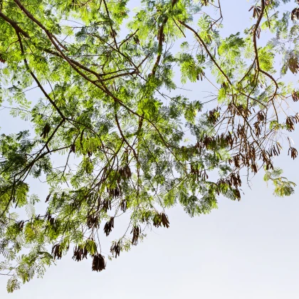 Akácie - Acacia mangium - semena akácie - 8 ks