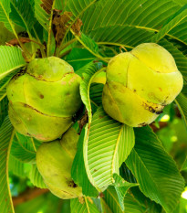Dilenia indyjska - Dillenia indica - nasiona dilenii - 12 szt.