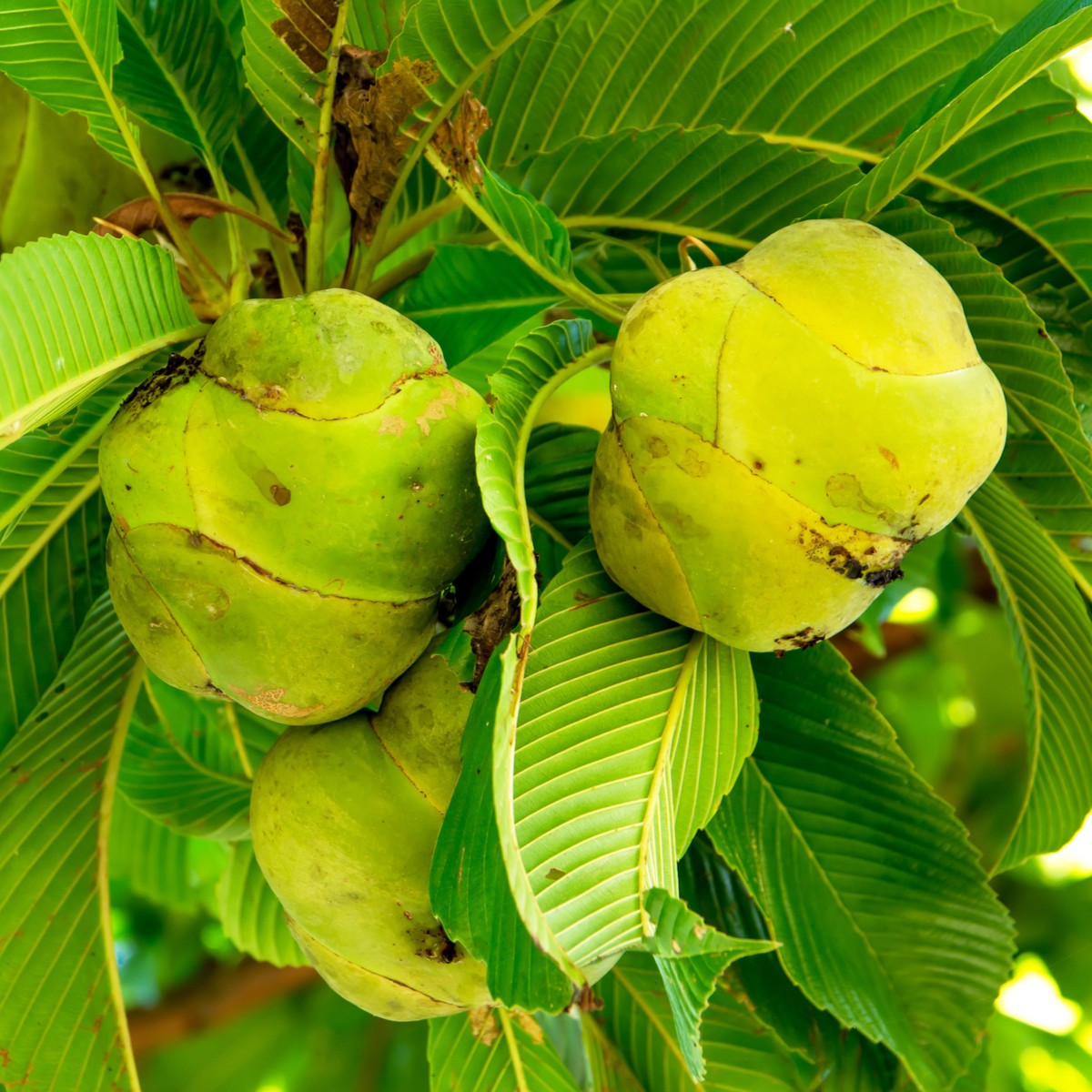 Dilenie indická - Dillenia indica - semena dilenie - 6 ks