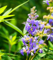 Drmek obecný - Vitex agnus-castus - semena drmku - 9 ks