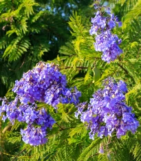 Žakaranda mimózolistá - Jacaranda mimosifolia - semena žakarandy - 6 ks
