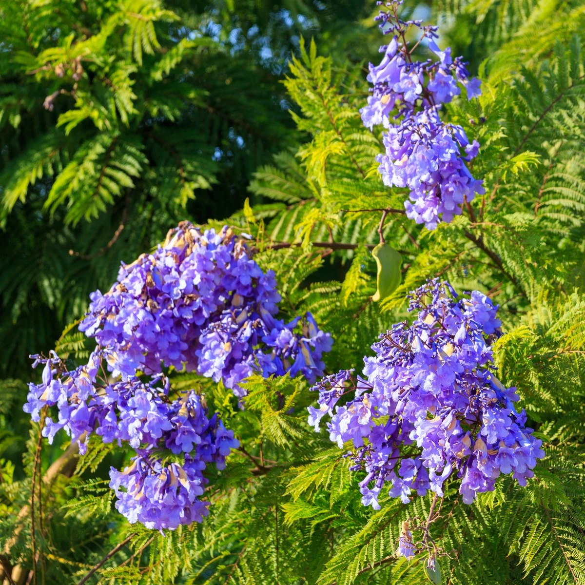 Žakaranda mimózolistá - Jacaranda mimosifolia - semena žakarandy - 6 ks
