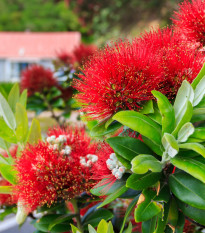 Železnec ztepilý - Metrosideros excelsa - semena železnece - 7 ks