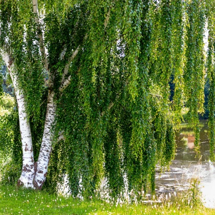 Bříza bělokorá - Betula pendula - semena břízy - 15 ks