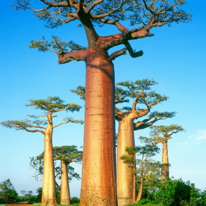 Baobab grandidieri - Adansonia grandidieri - semena baobabu - 2 ks