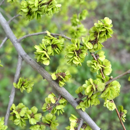 Turkestánský brest - Ulmus pumila - semena brestu - 10 ks