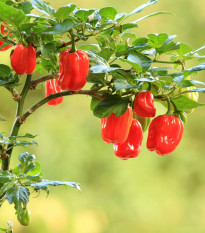 Chilli červené Scotch Bonnet - Capsicum chinense - semena chilli - 6 ks