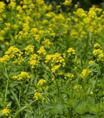 Rukevník východní - Bunias orientalis - semena rukevníku - 6 ks