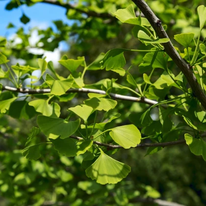 Jinan dvoulaločný - Ginkgo biloba - semena jinanu - 2 ks