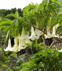Brugmansie krémový - Brugmansia arborea - semena brugmansie - 5 ks