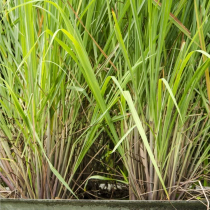 Citronová tráva - Cymbopogon citratus - semena citrónové trávy - 20 ks