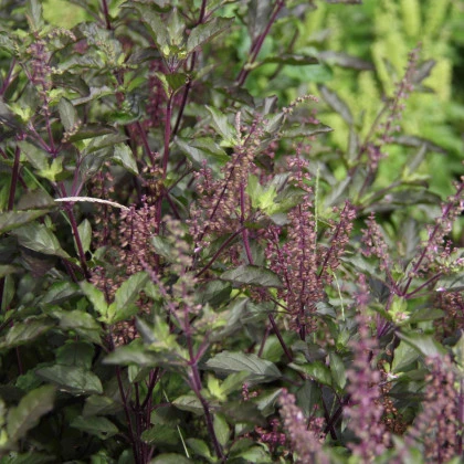 Bazalka posvátná červená Holy red - Ocimum tenuiflorum basil - semena bazalky - 30 ks