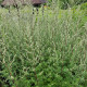 Piołun pospolity - Artemisia vulgaris - nasiona piołunu - 130 szt.