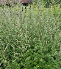 Piołun pospolity - Artemisia vulgaris - nasiona piołunu - 130 szt.