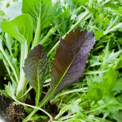 Mix aromatických salátů - semena salátu - 60 ks