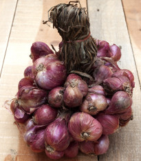 Cibule Zebrune - Allium cepa var aggregatum - semena cibule - 70 ks