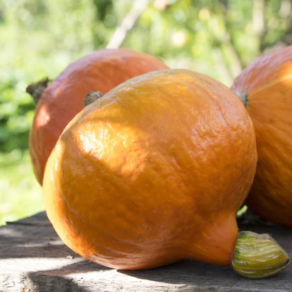 BIO Tykev Uchiki kuri - Cucurbita maxima - bio semena tykve - 5 ks