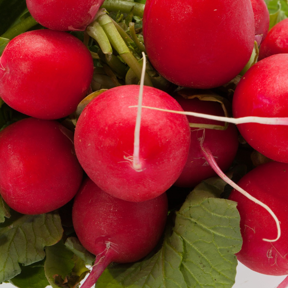 Ředkvička Sora - Raphanus sativus - semena ředkvičky - 100 ks