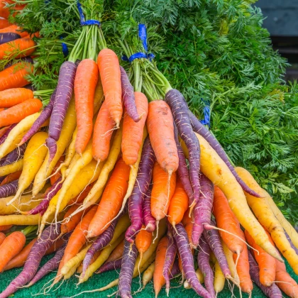 Mrkev letní Rainbow F1 - Daucus carota - semena mrkve - 50 ks