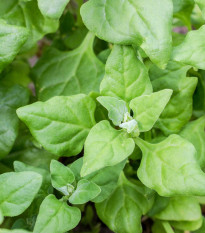 Špenát novozélandský - Čtyřboč - Tetragonia tetragonioides - semena špenátu - 35 ks