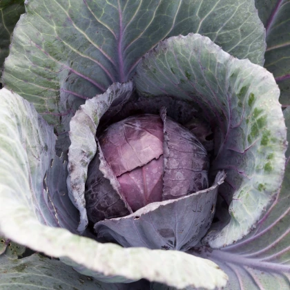 Czerwona kapusta półpóźna Pourovo - Brassica oleracea - nasiona kapusty - 200 szt.