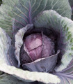 Czerwona kapusta półpóźna Pourovo - Brassica oleracea - nasiona kapusty - 200 szt.