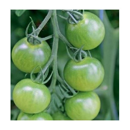 Rajče Limetto F1 - Lycopersicon esculentum - semena rajčete - 5 ks