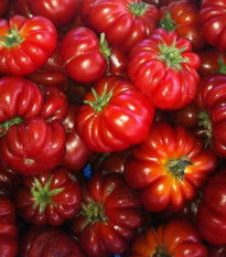 Rajče Costoluto Fiorentino - Solanum lycopersicum - semena - 7 ks