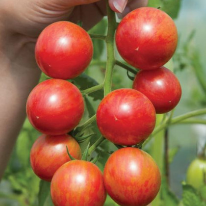 Rajče Artisan Pink Bumble Bee - Lycopersicon esculentum - semena - 5 ks