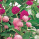 Gomfrena kulista mieszanka kolorów - Gomphrena globosa - nasiona gomfreny - 35 szt.