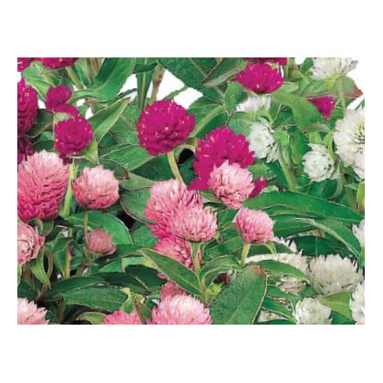 Gomfrena kulista mieszanka kolorów - Gomphrena globosa - nasiona gomfreny - 35 szt.