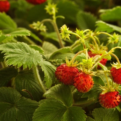 Jahodník lesní - Fragaria vesca - semena jahodníku - 10 ks