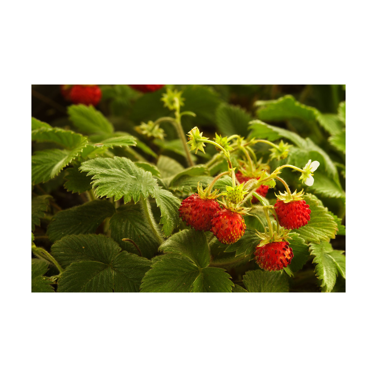 Jahodník lesní - Fragaria vesca - semena jahodníku - 10 ks