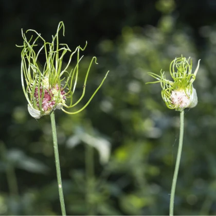 Česnek Hair vláskatý - Allium - cibule okrasného česneku - 3 ks