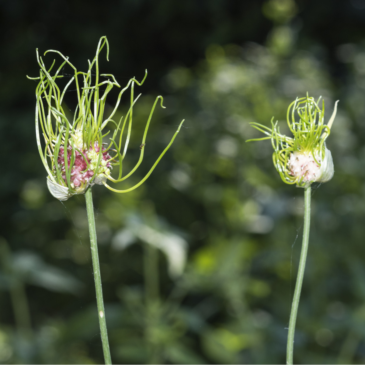 Česnek Hair vláskatý - Allium - cibule okrasného česneku - 3 ks