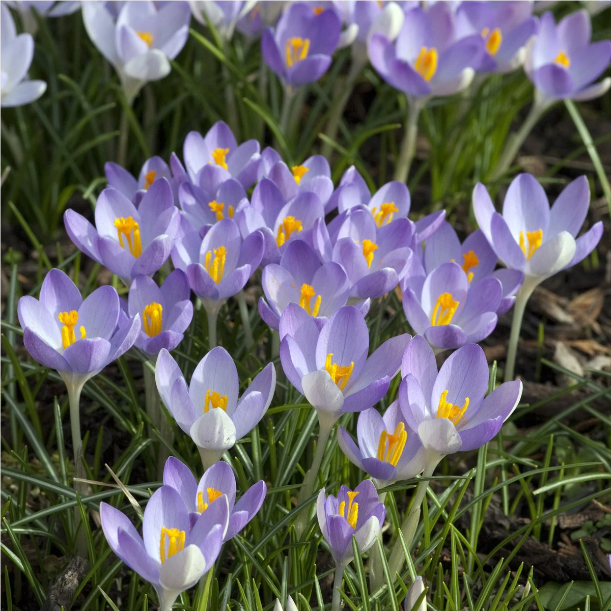 Krokus Tomasiniho Barrs Purple - Crocus tommasinianus - hlízy krokusu - 3 ks