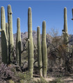 Saguaro - Kaktus świecznikowy - Carnegiea gigantea - nasiona kaktusa - 5 szt.