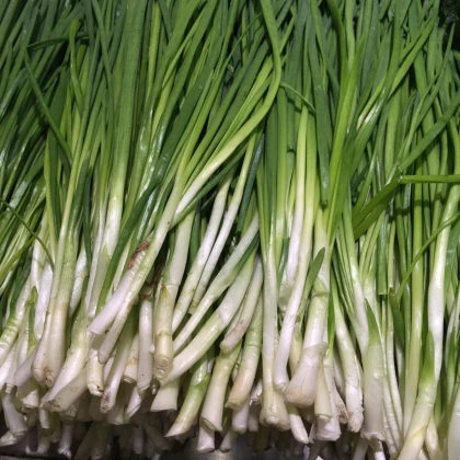 Cibule zimní japonská - Allium cepa - semena - 50 ks