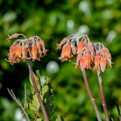 Kotyledon oranžový - Cotyledon - semena - 5 ks