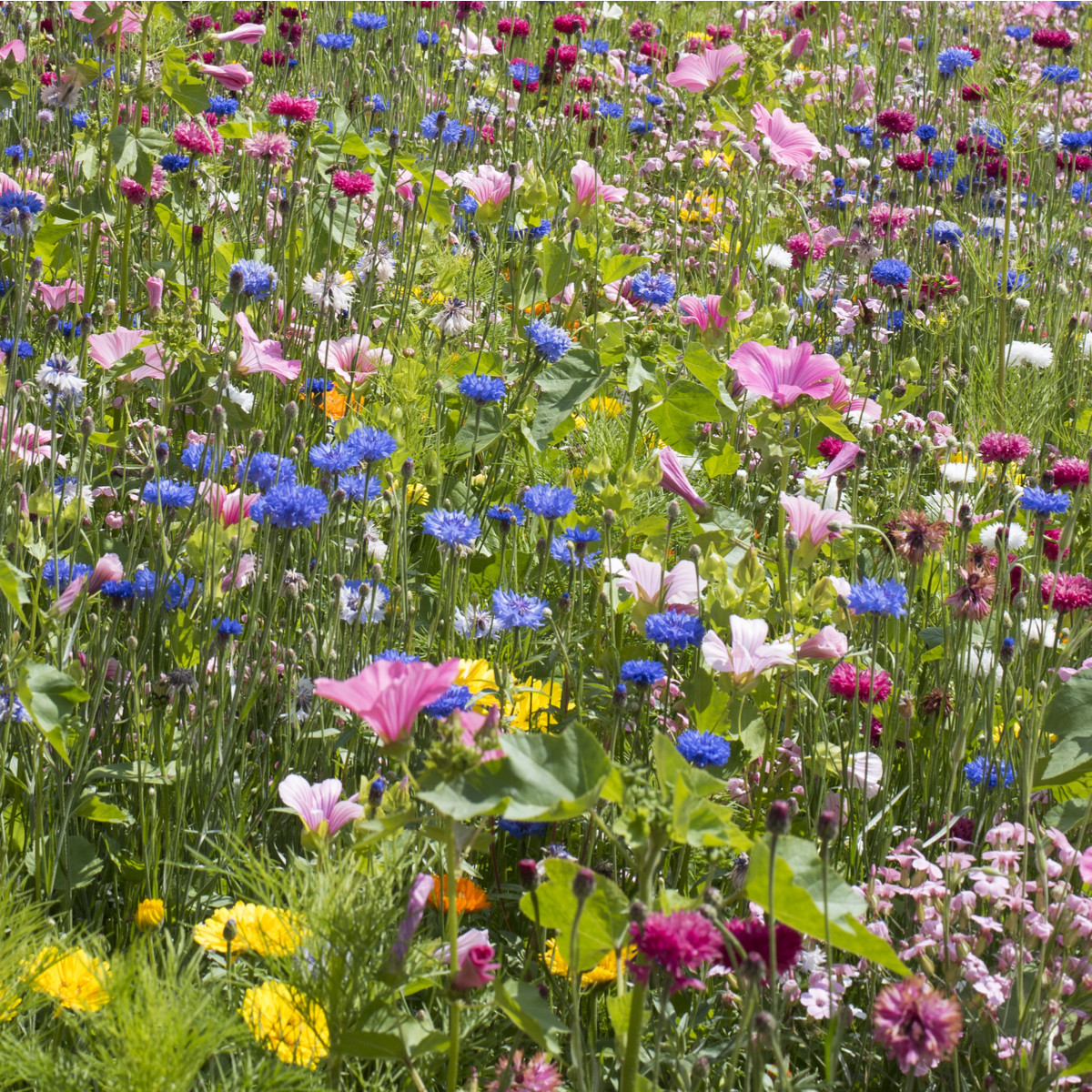 Pohádková směs - semena letniček - směs letniček - 0,9 g
