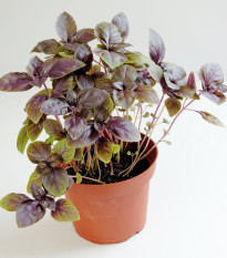 Bazalka pravá červená - Ocimum basilicum - semena bazalky - 200 ks